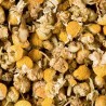Tisane Camomille
