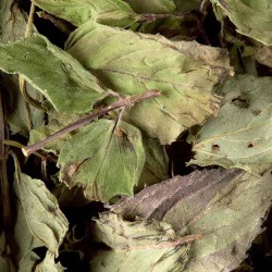Tisane menthe poivrée