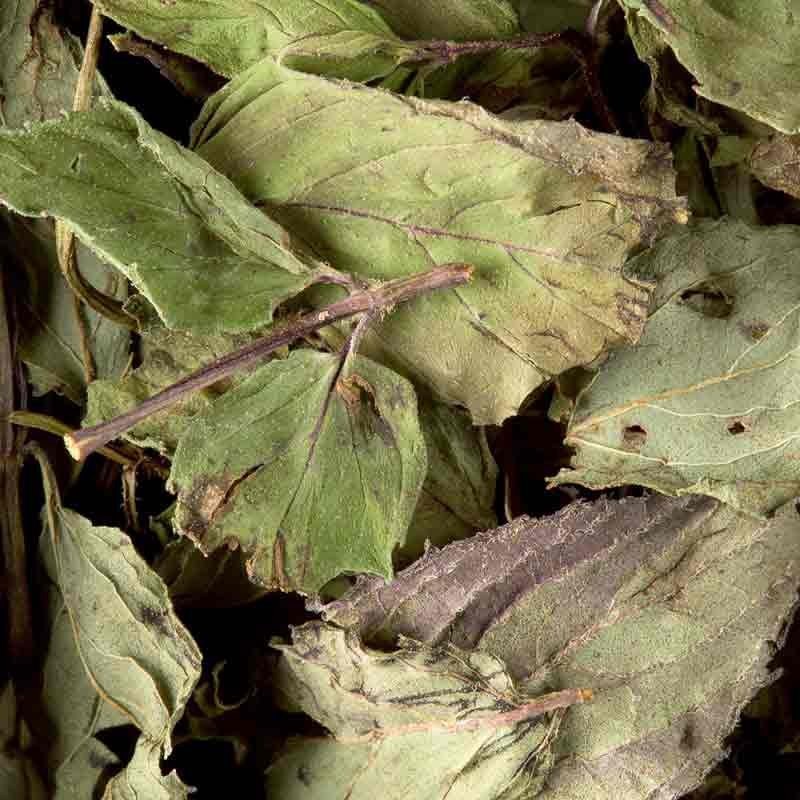 Tisane menthe poivrée