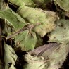 Tisane menthe poivrée