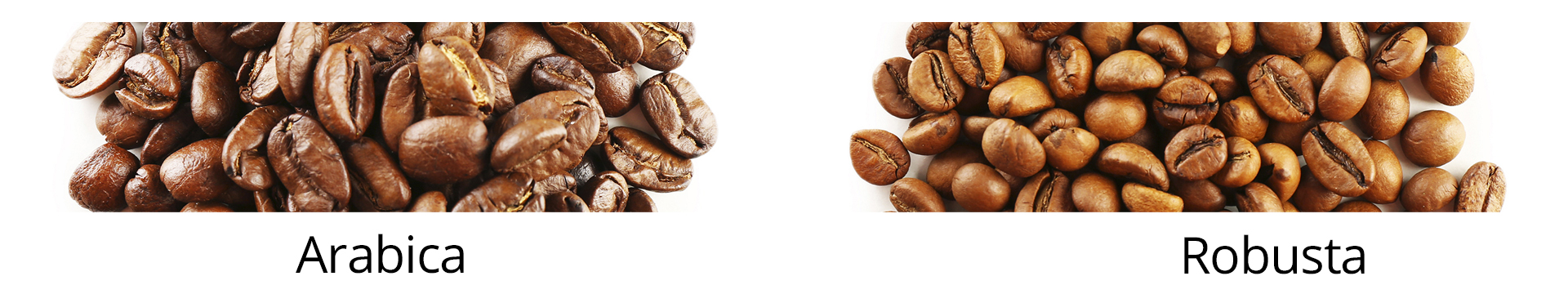 Arabica ou Robusta