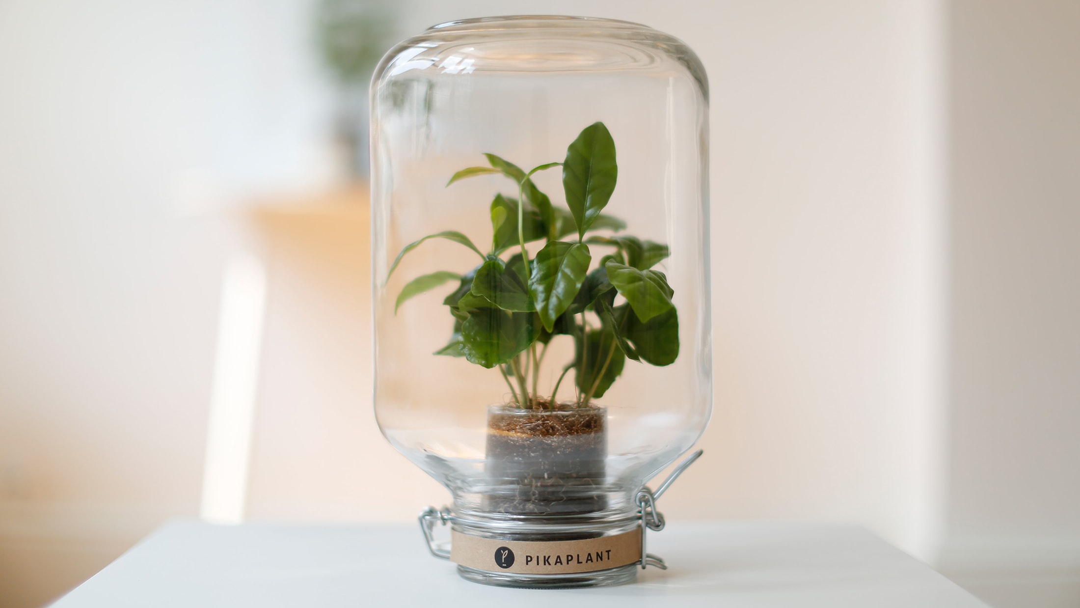Caférier dans son Terrarium