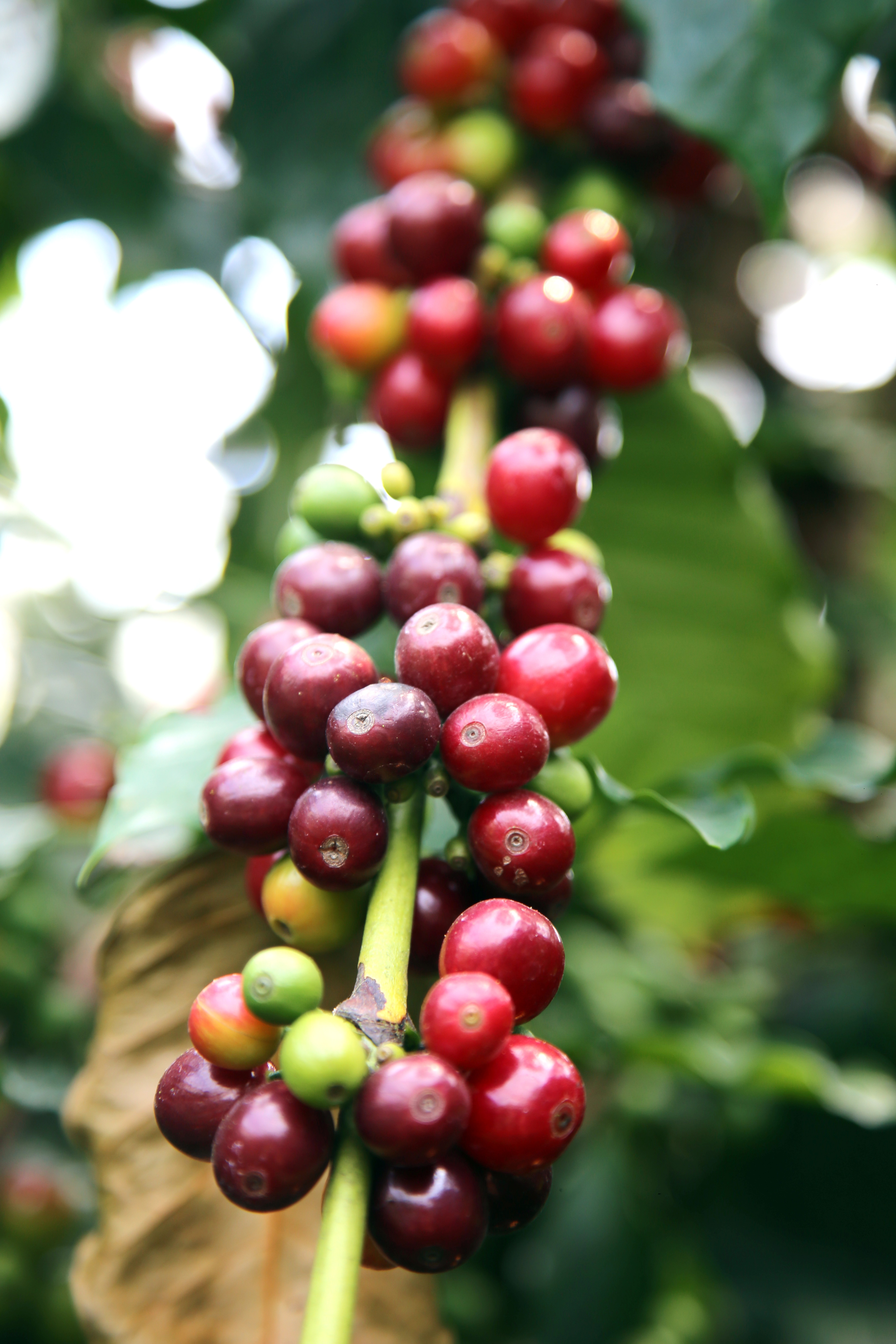 Un gros plan vertical sur une branche de caféier chargée de grappes denses de cerises de café. Les fruits ronds, mûrs, présentent une riche couleur rouge foncé et bordeaux. Quelques baies vertes immatures et jaunissantes sont visibles à la base de la grappe, sur une tige vert clair. L'arrière-plan est un feuillage de caféier vert, flou et indistinct, avec un bokeh brillant et lumineux en haut.
