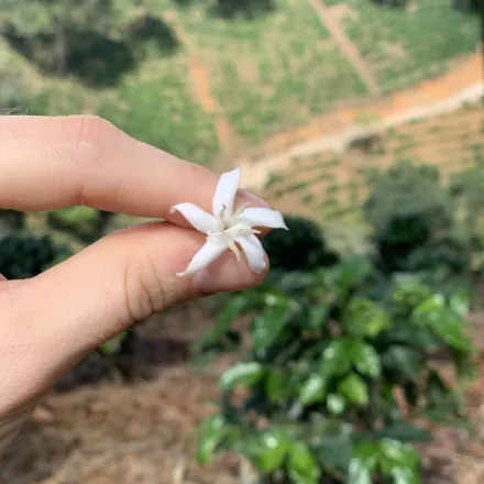 Quelle est la différence entre une espèce et une variété de café ?